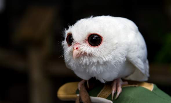 Luna, the rare, white Leucistic screech owl, at Peace River Wildlife Center in Punta Gorda, Florida