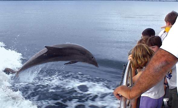 photo of dolphin jumping behind boat with children watching from cruise