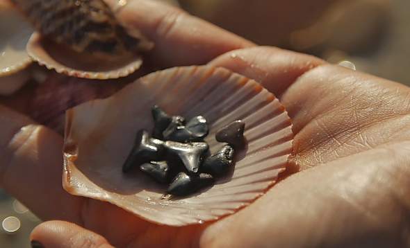 photo of fossilized shark teeth inside half of a scallop shell in the palm of a woman's hand