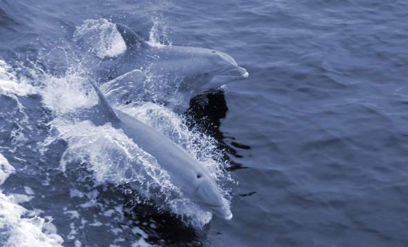 Two dolphins riding a boat wake