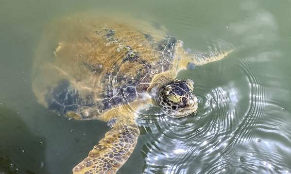 A sea turtle in the water pokes its head out