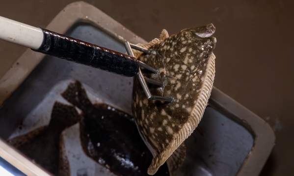 A flounder being speared and placed into a blue container during a night fishing trip.