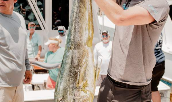 Mahi-fishing-offshore-pachanga