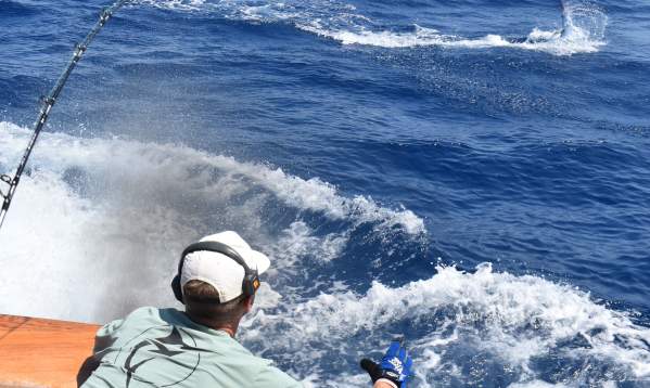 marlin-fishing-offshore-twat