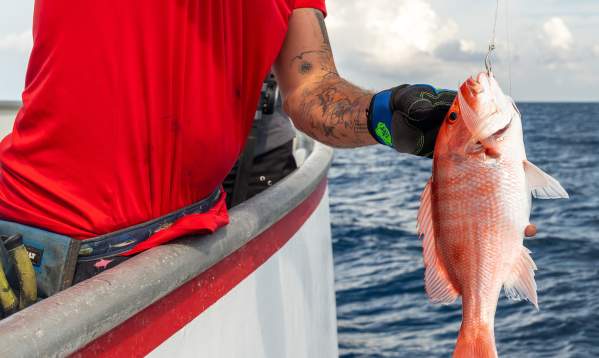 snapper-fishing-fisherman's wharf