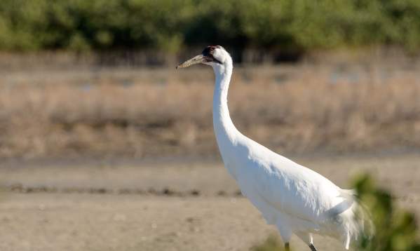 A whooping crane walks by the camera, behind some brush