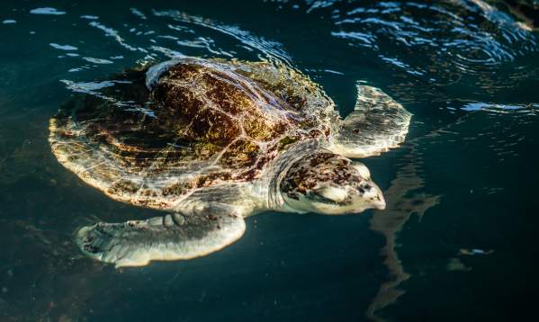 A sea turtle swims in a tank. Its whole body is visible.