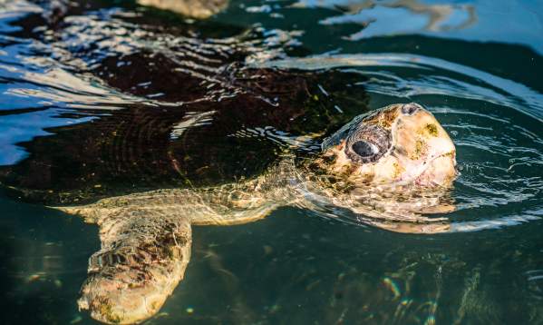 A sea turtle barely pokes its head out of the water