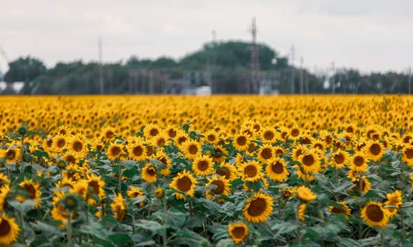 North Dakota field of sunflowers