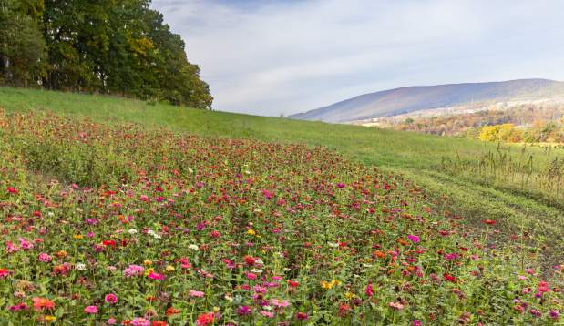 Field at Northhill Orchard