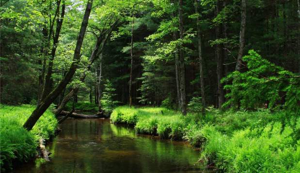 Woods Stream Ferns