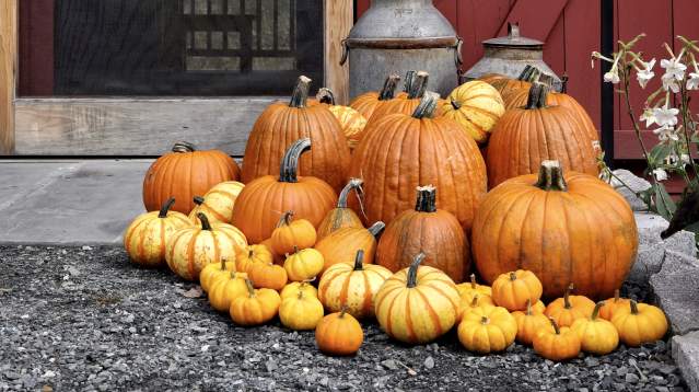 Pumpkins at Kelly Way Gardens