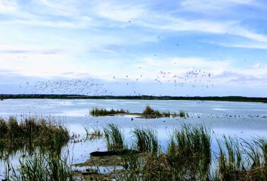 Grassy marshes are in the foreground, but water takes over in the middle ground and a flock of birds is wheeling around in the sky above.
