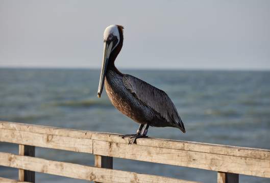 A single brown pelican rests on top of a wooden railing with the water in the background