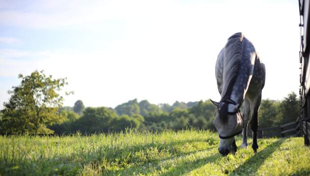 A dappled grey horse grazes in a pasture at Jonabell Farm.