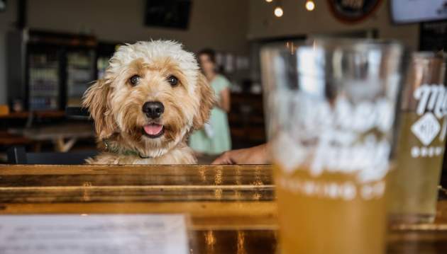 Dog sitting at table looking at the camera