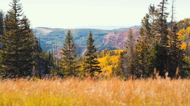 Fall Color at Cedar Breaks National Monument