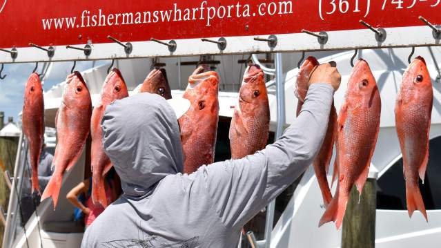 red snapper-fishing-fishermas wharf