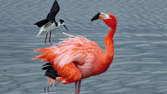 flamingo-birding
