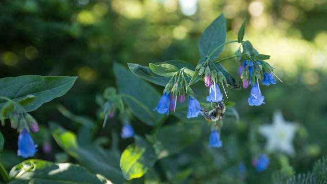 Cedar Breaks Wildflower Pollinators