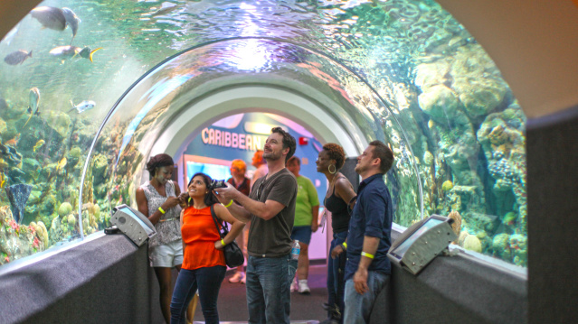 A group of museum guests marveling at the aquarium tunnel they are walking through.