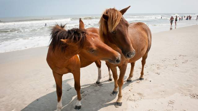 Horses on Assateague Beach