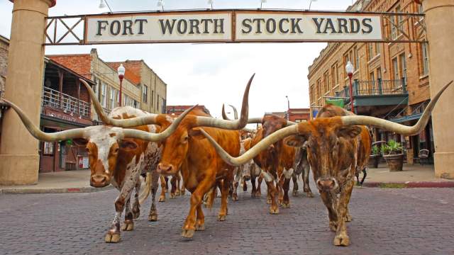Longhorns
