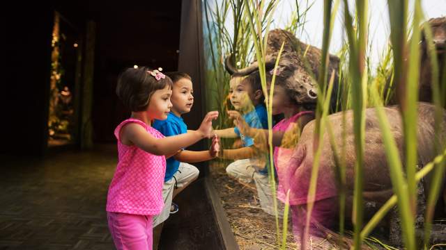 kids lean against exhibit glass