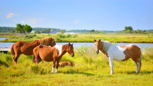 Assateague Island