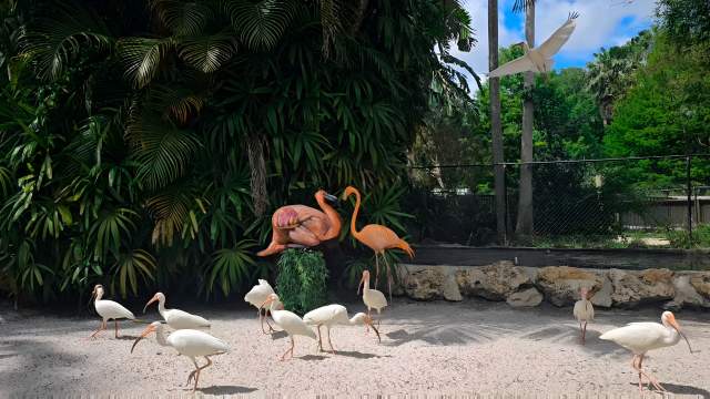 Flamingo Gardens - Avi Ram