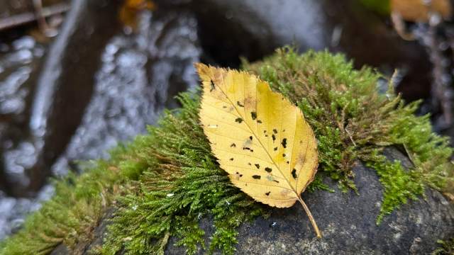 Forest Bathing
