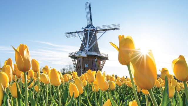 Tulips in front of Windmill
