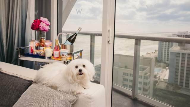 small white dog sitting on the arm of a chair enjoying an ocean view at the W Fort Laulderdale