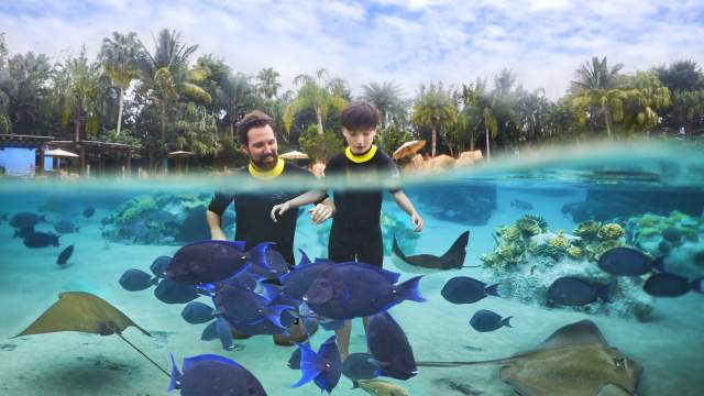 A father and son in the water with fish and rays at Discovery Cove