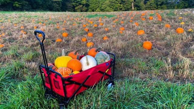 Fall Pumpkin Patch