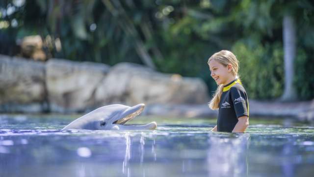 A girl swimming with a dolphin at Discover Cove