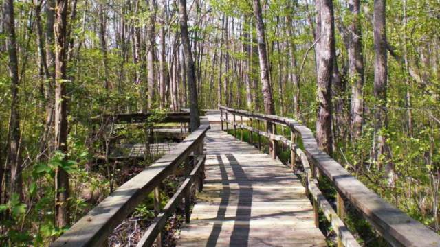 Cyprus Park & Nature Trail - Pocomoke, MD