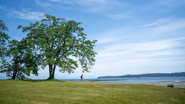 A person walking away from a big tree.