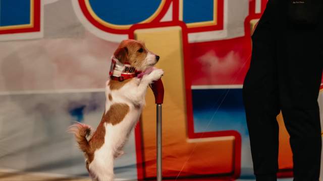A dog act from Puppy Pals Live appearing June 4th, 6:00 PM at Buddy Holly Hall in Lubbock, TX.