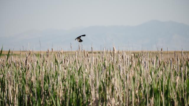Bird flying at The Great Salt Lake