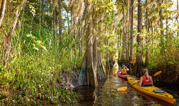 Explore the undeveloped Altamaha River on a guided kayak tour in Brunswick, GA