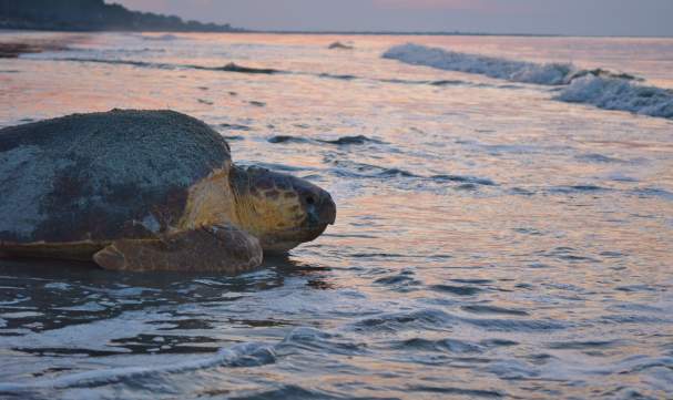 A loggerhead sea turtle mother returns to the ocean after laying her nest on the beach on Sea Island, GA