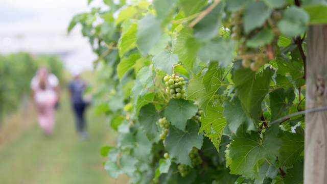 grapes on the vine at Beachaven Winery