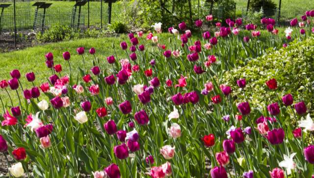 Tulips and Japanese Red Bud in full bloom