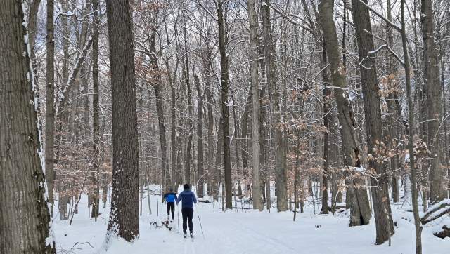 Two skiers at following the trail through forest at Burchfield Park