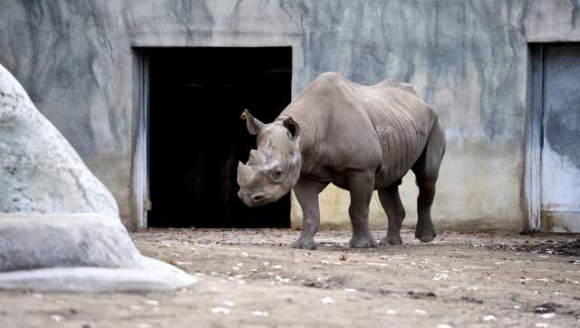 Rhino at Potter Park Zoo