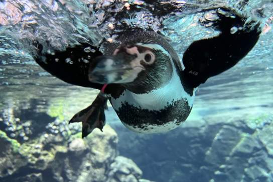 Explora Galápagos Islands en Houston Zoo