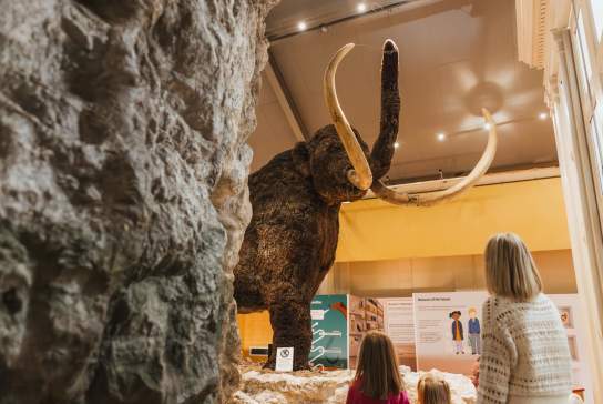 A group of children and an adult look at a large woolly mammoth model with long curved tusks in the Hull & East Riding Museum, surrounded by rocks and informational displays.