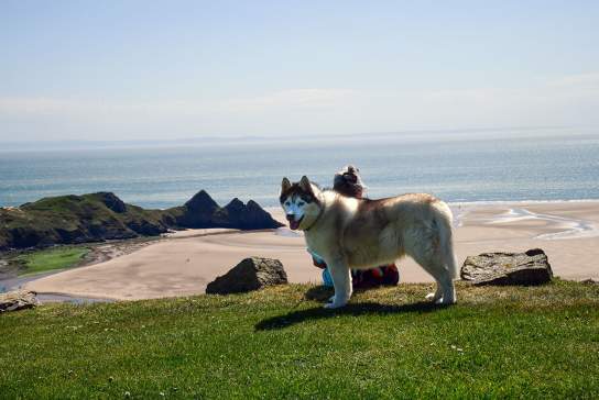 A dog and a woman with Three Cliffs bay in the background