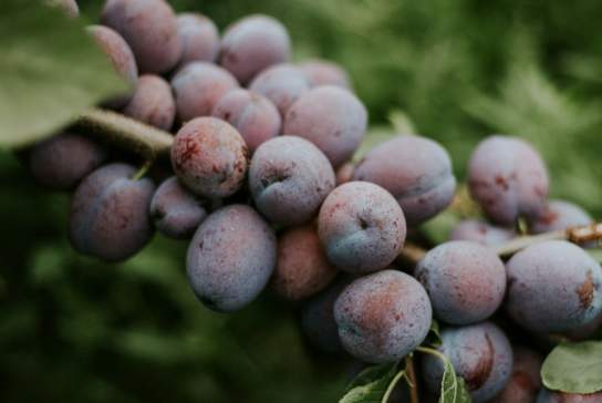 Photograph of plums growing on a tree
